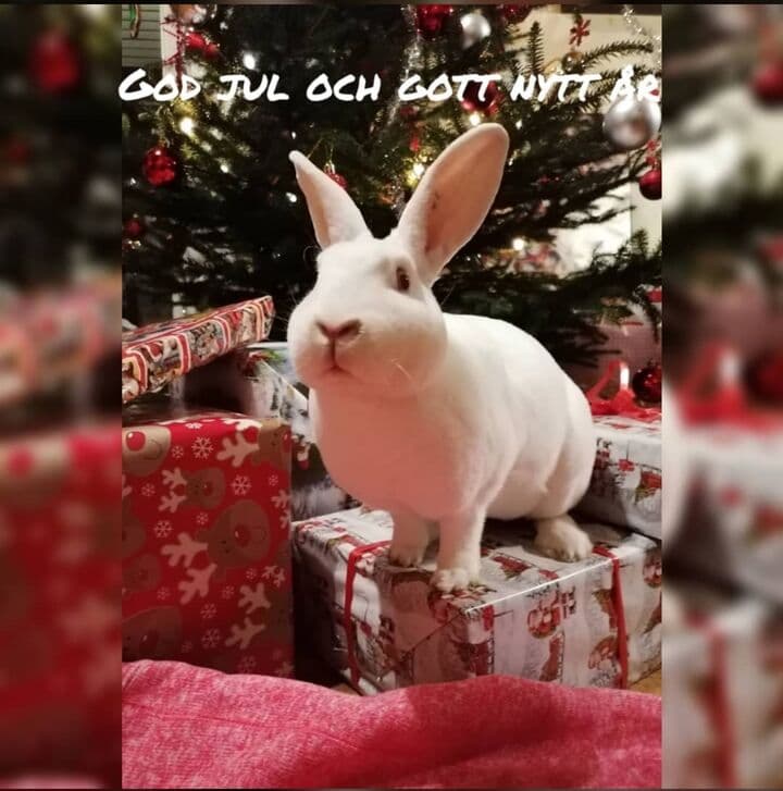 Godjul 🐇